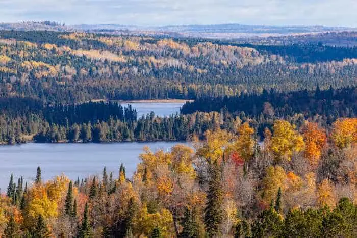 Fall foliage vista of the Superior National Forest