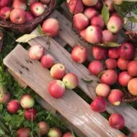 Apples from one of the best apple orchards in Minnesota