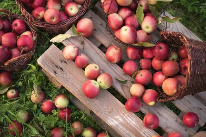 Baskets of spilled apples at one of the best apple orchards in Minnesota.