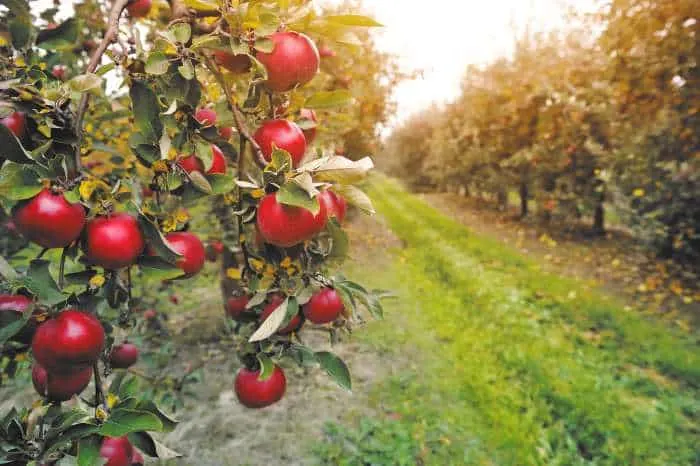 Apples on trees in orchard.
