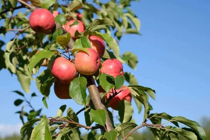 Chestnut apple tree is one of the best trees to plant in Minnesota.