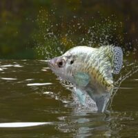 Crappie jumping out of lake water.
