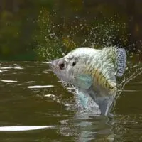 Crappie jumping out of lake water.