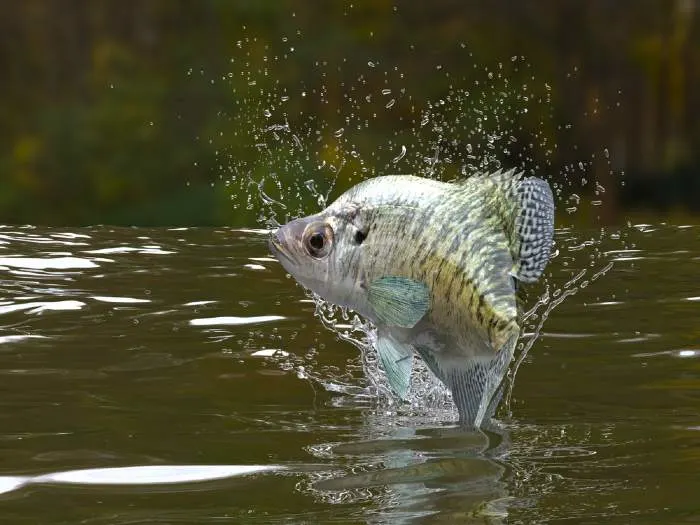 Crappie fish jumping in one of the best crappie lakes in Minnesota.