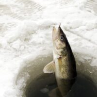 Caught fish from frozen lake