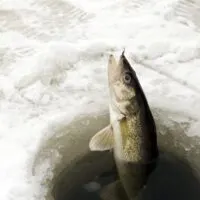 Caught fish from frozen lake