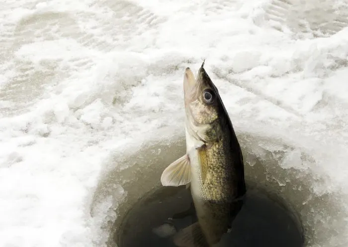 Caught fish from one of the best ice fishing lakes in Minnesota