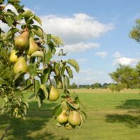 Pear tree in field