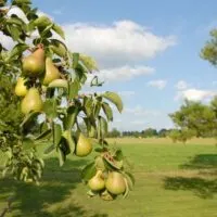Pear tree in field