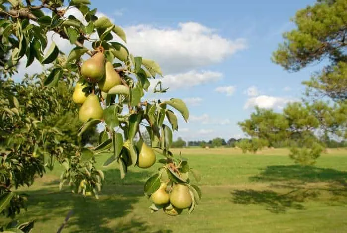 Pear tree in field