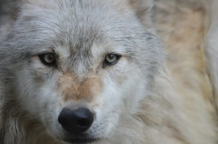 White and tan wolf face.