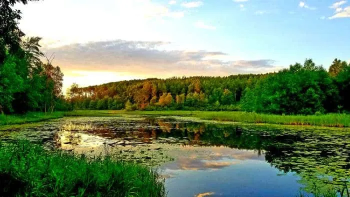 Lake with lily pads surrounded by forest.