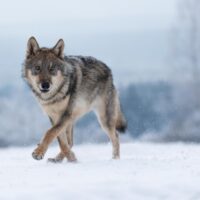 Wolf in snow