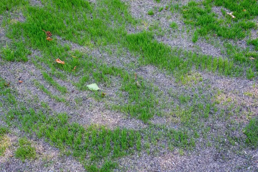 Patchy lawn in desperate need of overseeding
