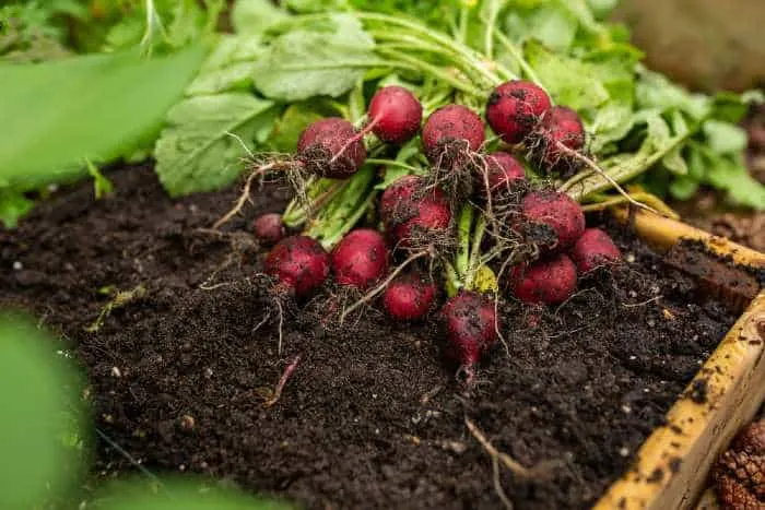 A bunch of organic radish vegetables freshly picked from the garden