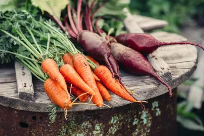 Fresh carrots and beets are just a few of the best vegetables to grow in Minnesota