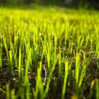 New grass growth