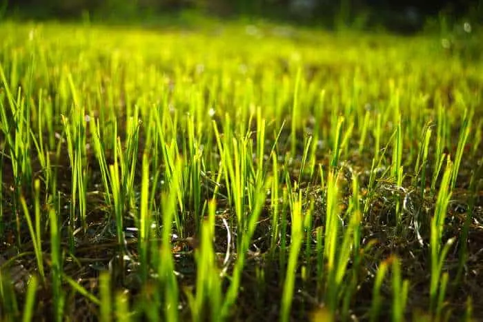 Grass regeneration in the garden.