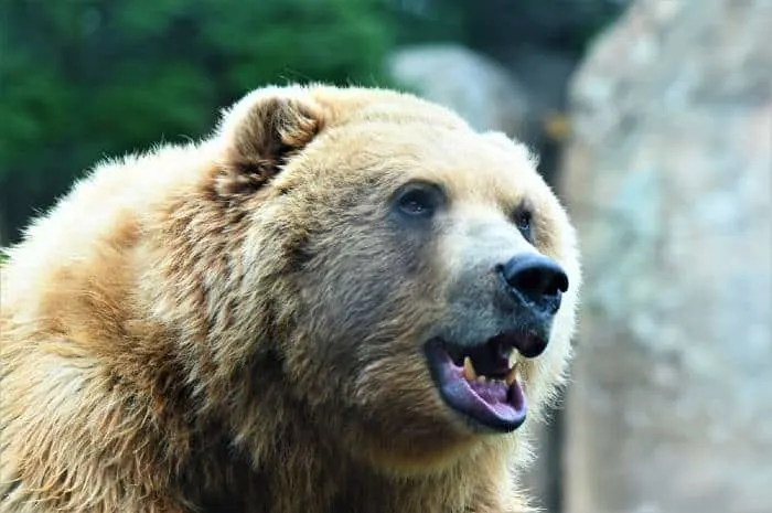 Grizzly Bear at the Minnesota Zoo