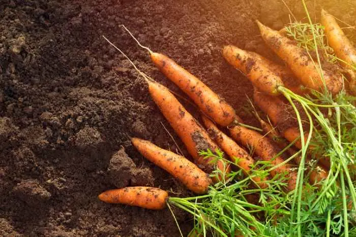Harvesting Carrots from rich soil