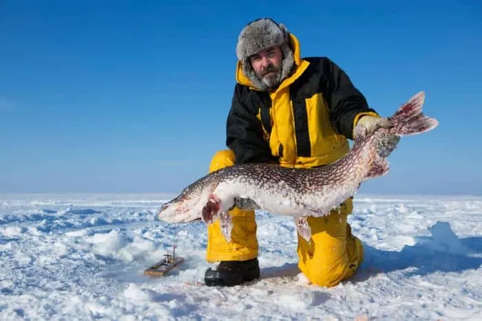 Ice fisherman holding a monster northern pike on frozen lake