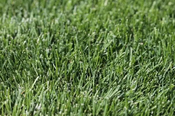 Kentucky Bluegrass, one of the best grass seed for overseeding in Minnesota