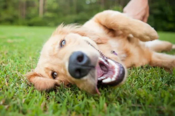 Enjoy some playtime with your furbaby at a dog park