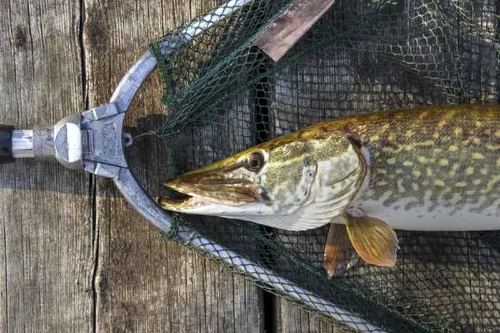 Northern Pike captured in a landing net  on wood from one of the best northern pike lakes in Minnesota