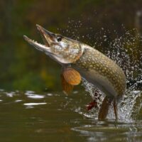 Northern pike jumping out of a lake