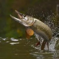 Northern pike jumping out of a lake