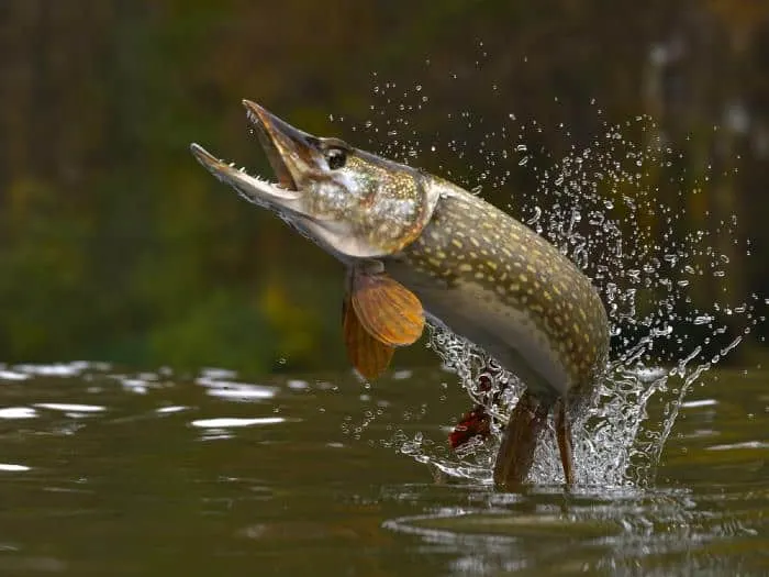 Northern pike jumping out of one of the best northern pike lakes in Minnesota