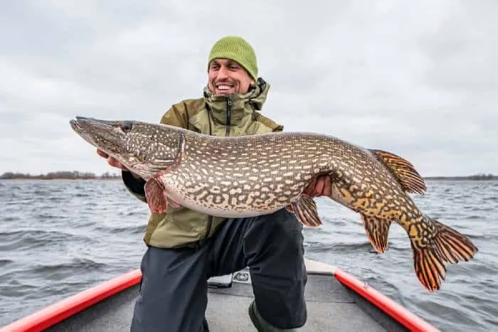 Successful pike fishing.