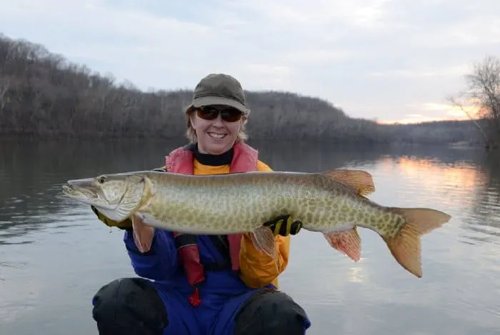 A gold and green muskie from one of the best muskie lakes in Minnesota.