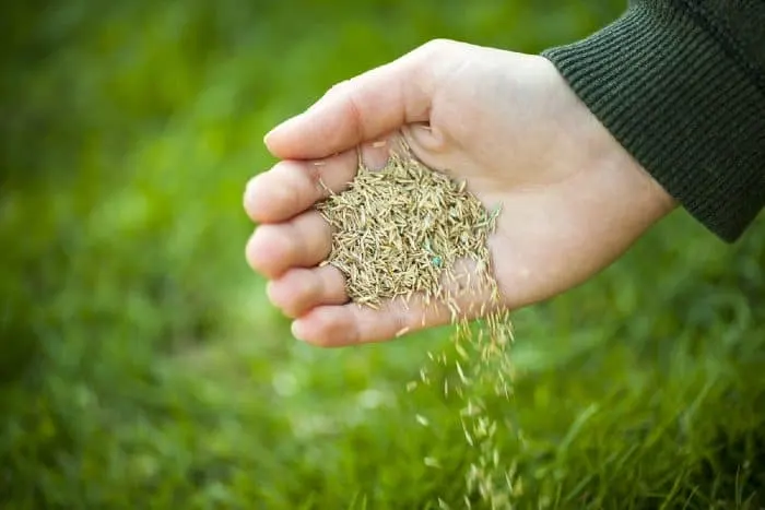 Grass seed in a hand for overseeding green lawn care