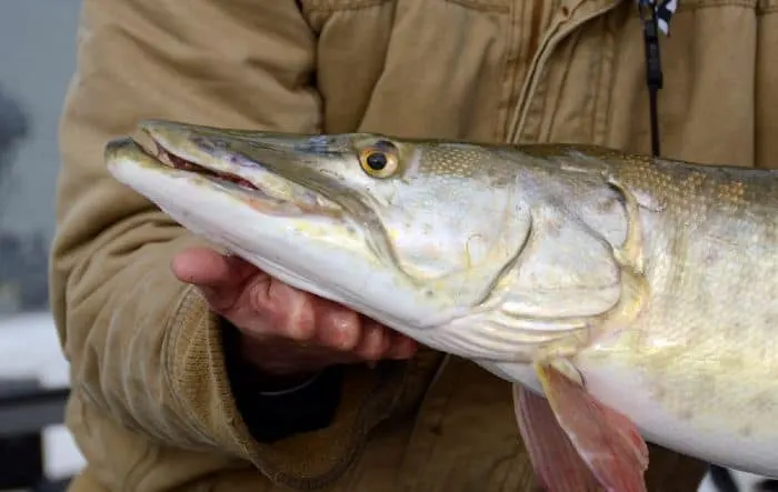 Enjoy great muskie fishing at one of the best muskie lakes in Minnesota