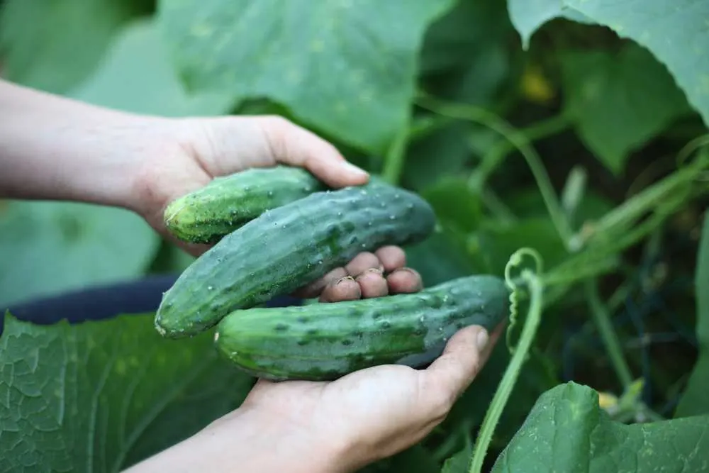 Cucumbers are one of the best vegetables to grow in Minnesota