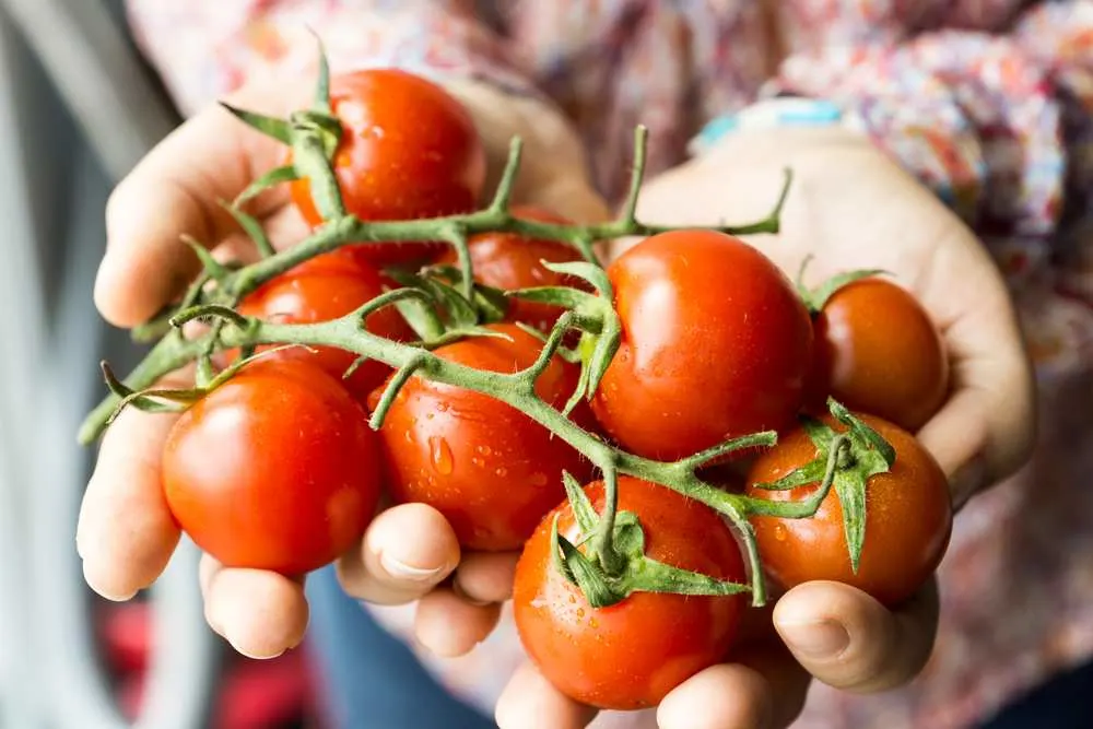 Minnesota gardening produces delicious tomatoes
