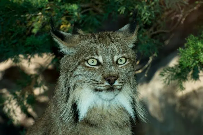 Visiting the Minnesota Zoo is one of the best things to do in Apple Valley
