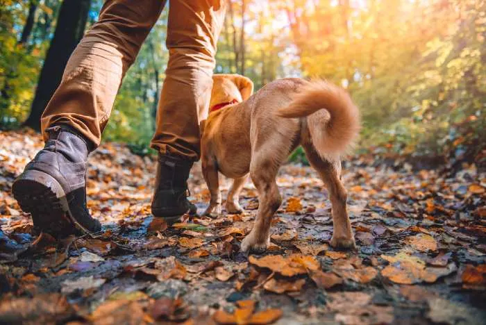 Man hiking in autumn colorful forest with dog

