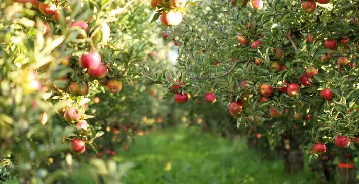 Ripe apples ready to be picked