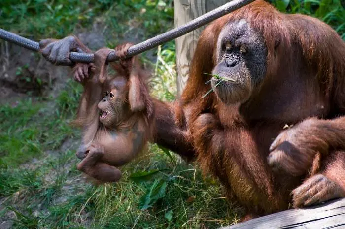 A Sumatran orangutan mother and her baby sit in grass at the Minnesota Zoo