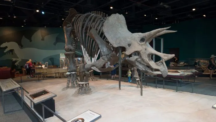 Visiting triceratops at the Science Museum of Minnesota is an awesome thing to do in St. Paul.
