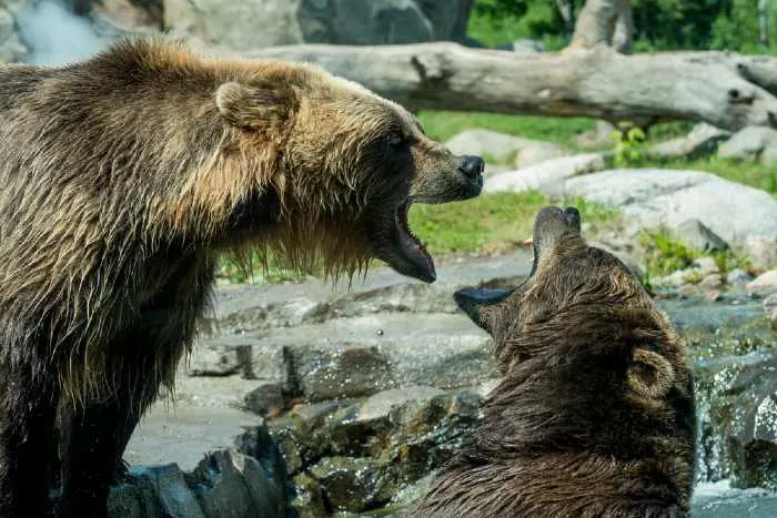 brown bears at zoo