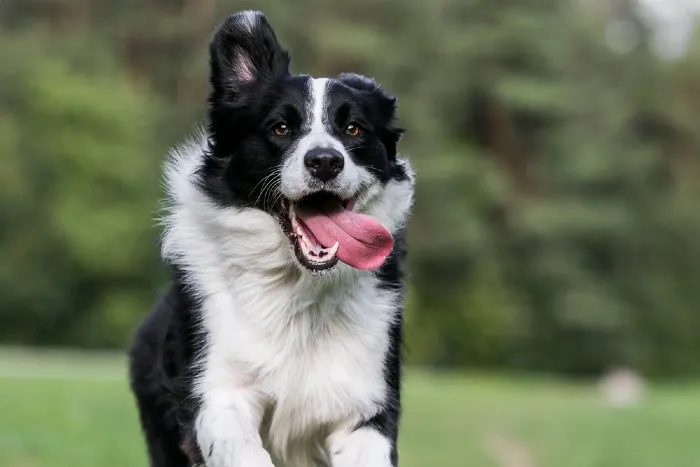 Black and white dog running on grass