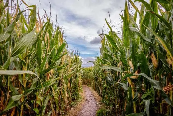 Find your way through a corn maze; one of the falltastic things to do in Shakopee, Minnesota