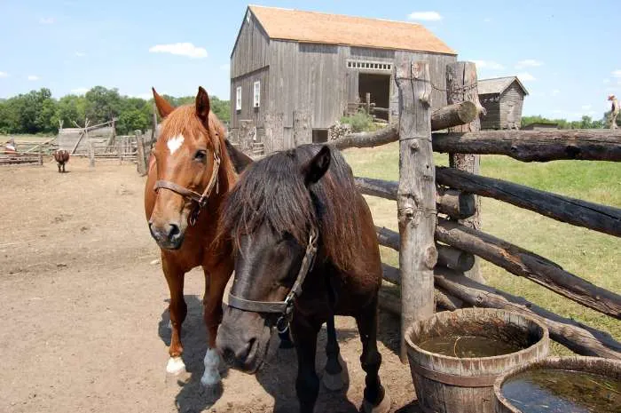 Horses at the Oliver H. Kelley Farm
