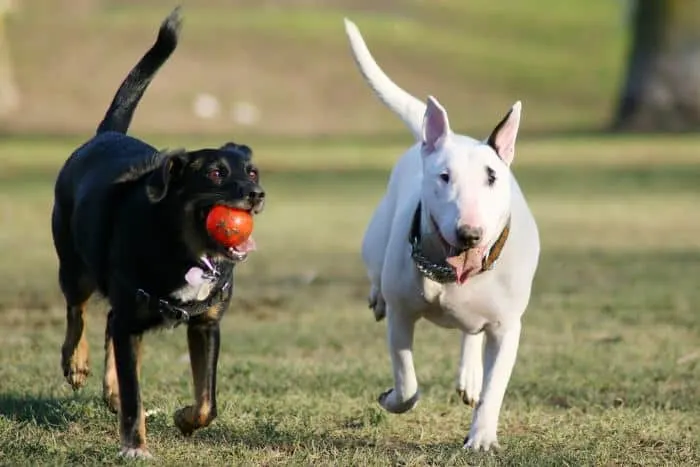 Running white and black dog at a dog park