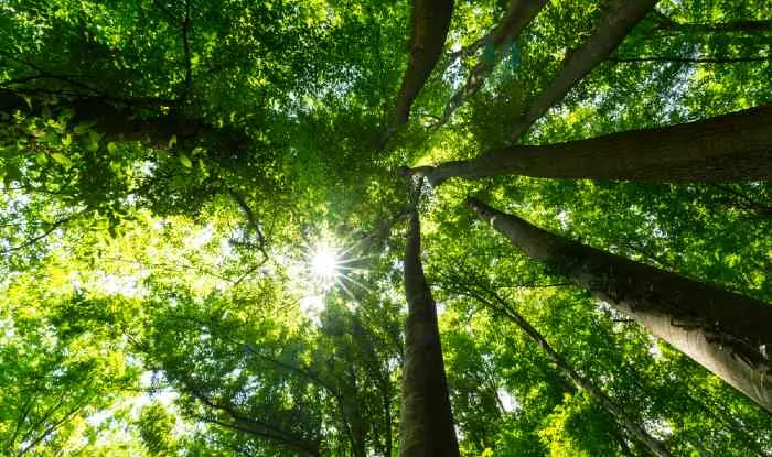 Breathe in the fresh air on a peaceful walk in nature