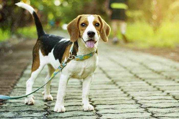 Take your pup for a walk on a sunny afternoon in the park