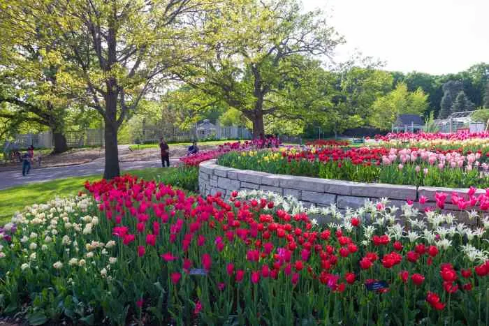 Immerse yourself in the beauty of blooming tulips in spring at the Minnesota Landscape Arboretum
